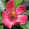 Stellar Ruby Magnolia X Figo - Banana Shrub Hybrid - 1 Gallon Pot 1 Stellar Ruby Magnolia X Figo - Banana Shrub Hybrid - 1 Gallon Pot -Garden Plants Shop Magnolia Stellar Ruby 5