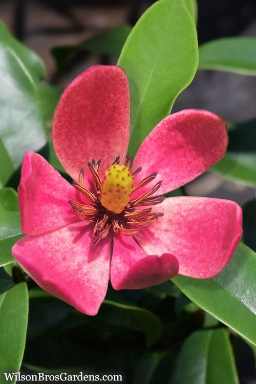 Stellar Ruby Magnolia X Figo - Banana Shrub Hybrid - 7 Gallon Pot (2-3') 3 Stellar Ruby Magnolia X Figo - Banana Shrub Hybrid - 7 Gallon Pot (2-3')
