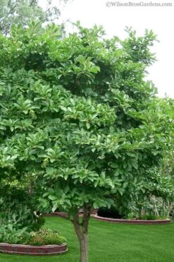 Royal Star Magnolia - 3 Gallon Pot 13 Royal Star Magnolia - 3 Gallon Pot -Garden Plants Shop Magnolia Stellata 1 2