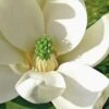 Moonglow Sweet Bay Magnolia Tree (Magnolia Virginiana 'Jim Wilson') - 7 Gallon Pot (6-7') 1 Moonglow Sweet Bay Magnolia Tree (Magnolia Virginiana 'Jim Wilson') - 7 Gallon Pot (6-7') -Garden Plants Shop Magnolia Sweetbay Moonglow 10