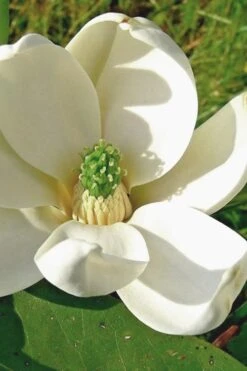 Moonglow Sweet Bay Magnolia Tree (Magnolia Virginiana 'Jim Wilson') - 7 Gallon Pot (6-7')