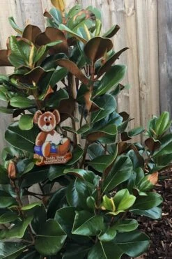 Teddy Bear Dwarf Southern Magnolia - 7 Gallon Pot (3-4') -Garden Plants Shop Magnolia Teddy Bear 4