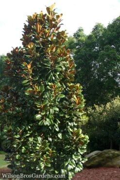 Teddy Bear Dwarf Southern Magnolia - 7 Gallon Pot (3-4') -Garden Plants Shop Magnolia Teddy Bear 5