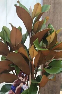 Teddy Bear Dwarf Southern Magnolia - 7 Gallon Pot (3-4') -Garden Plants Shop Magnolia Teddy Bear 6