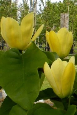 Yellow Bird Magnolia Tulip Tree - 3 Gallon Pot -Garden Plants Shop Magnolia Yellow Bird 10