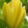 Yellow Bird Magnolia Tulip Tree - 3 Gallon Pot -Garden Plants Shop Magnolia Yellow Bird 13