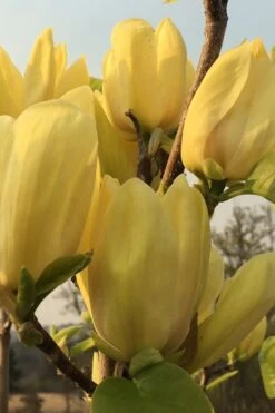 Yellow Bird Magnolia Tulip Tree - 1 Gallon Pot -Garden Plants Shop Magnolia Yellow Bird 14 1
