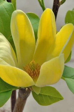 Yellow Bird Magnolia Tulip Tree - 3 Gallon Pot -Garden Plants Shop Magnolia Yellow Bird 16