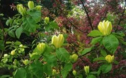 Yellow Bird Magnolia Tulip Tree - 3 Gallon Pot -Garden Plants Shop Magnolia Yellow Bird 18