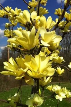 Yellow Bird Magnolia Tulip Tree - 3 Gallon Pot -Garden Plants Shop Magnolia Yellow Bird 32