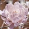 Centennial Blush Star Magnolia - 3 Gallon Pot -Garden Plants Shop Magnolia stellata centennial blush 4
