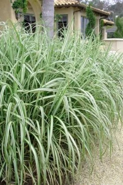 Variegated Maiden Grass - Miscanthus Sinensis 'Variegatus' - 3 Gallon Pot 11 Variegated Maiden Grass - Miscanthus Sinensis 'Variegatus' - 3 Gallon Pot -Garden Plants Shop Maiden Grass Variegated 11 1
