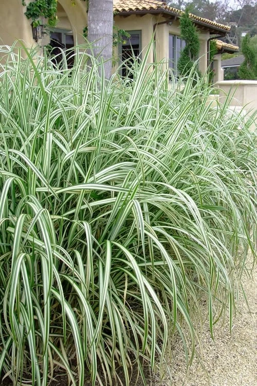 Variegated Maiden Grass - Miscanthus Sinensis 'Variegatus' - 3 Gallon Pot 6 Variegated Maiden Grass - Miscanthus Sinensis 'Variegatus' - 3 Gallon Pot - Image 4