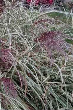 Variegated Maiden Grass - Miscanthus Sinensis 'Variegatus' - 3 Gallon Pot 12 Variegated Maiden Grass - Miscanthus Sinensis 'Variegatus' - 3 Gallon Pot -Garden Plants Shop Maiden Grass Variegated 12 1