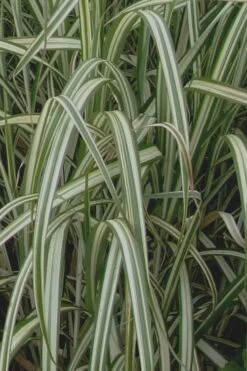 Variegated Maiden Grass - Miscanthus Sinensis 'Variegatus' - 6 Pack Of 1 Gallon Pots -Garden Plants Shop Maiden Grass Variegated 13