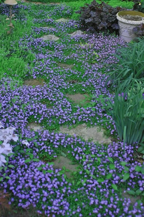 Blue Flowering Mazus - 18 Pack Of 3.5" Pint Pots 7 Blue Flowering Mazus - 18 Pack Of 3.5" Pint Pots - Image 5