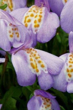 Blue Flowering Mazus - 18 Pack Of 3.5" Pint Pots 12 Blue Flowering Mazus - 18 Pack Of 3.5" Pint Pots -Garden Plants Shop Masuz Blue 4 1