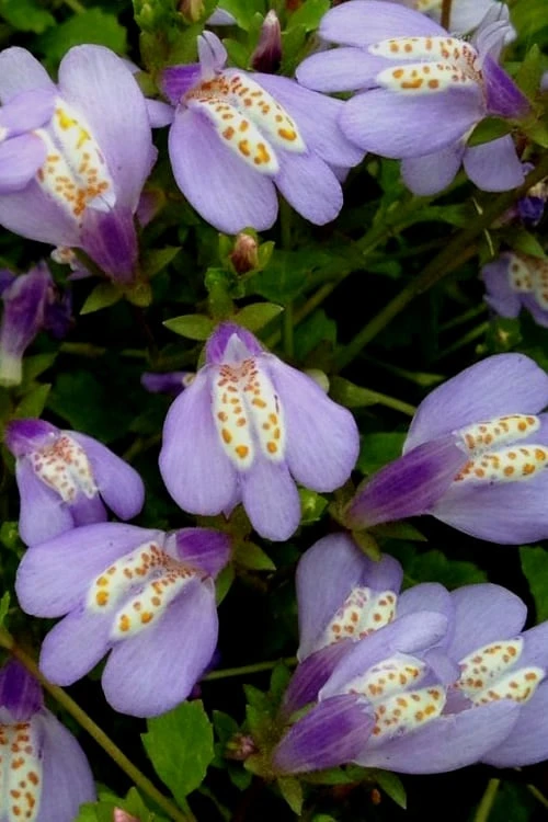 Blue Flowering Mazus - 18 Pack Of 3.5" Pint Pots 8 Blue Flowering Mazus - 18 Pack Of 3.5" Pint Pots - Image 6