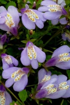 Blue Flowering Mazus - 36 Pack Of 3.5" Pint Pots -Garden Plants Shop Masuz Blue 5