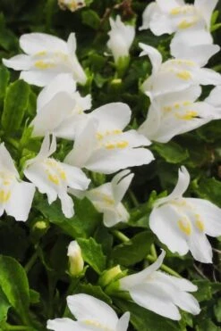 White Flowering Mazus - 6 Pack Of Pint Pots -Garden Plants Shop Masuz White 2 1