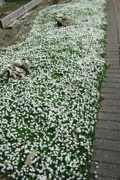 White Flowering Mazus - 10 Pack Of Pint Pots -Garden Plants Shop Masuz White 3