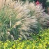 Adagio Dwarf Maiden Grass - Miscanthus Sinensis - 3 Gallon Pot -Garden Plants Shop Miscanthus Adagio Dwarf Rev 500x750 2