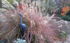 Adagio Dwarf Maiden Grass - Miscanthus Sinensis - 3 Gallon Pot 14 Adagio Dwarf Maiden Grass - Miscanthus Sinensis - 3 Gallon Pot -Garden Plants Shop Miscanthus Adagio Fall Foliage Color 1