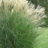 Maiden Grass - Miscanthus Sinensis 'Gracillimus' - 1 Gallon Pot -Garden Plants Shop Miscanthus Gracillimus 10 500x750 1