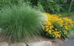 Maiden Grass - Miscanthus Sinensis 'Gracillimus' - 1 Gallon Pot -Garden Plants Shop Miscanthus Gracillimus With Rudbeckia