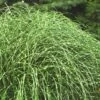 Little Zebra Grass - Miscanthus - 3 Gallon Pot -Garden Plants Shop Miscanthus Little Zebra Rev 2 500x750 1