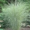 Morning Light Maiden Grass - Miscanthus Sinensis - 3 Gallon Pot -Garden Plants Shop Miscanthus Morning Light 2