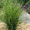 Porcupine Zebra Grass (Miscanthus Sinensis 'Strictus') - 3 Gallon Pot -Garden Plants Shop Miscanthus Porcupine Grass 13