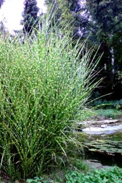Porcupine Zebra Grass (Miscanthus Sinensis 'Strictus') - 3 Gallon Pot -Garden Plants Shop Miscanthus Porcupine Grass 14