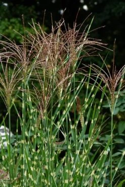 Porcupine Zebra Grass (Miscanthus Sinensis 'Strictus') - 3 Gallon Pot -Garden Plants Shop Miscanthus Porcupine Grass 5