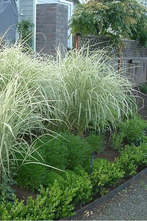 Variegated Maiden Grass - Miscanthus Sinensis 'Variegatus' - 3 Gallon Pot 3 Variegated Maiden Grass - Miscanthus Sinensis 'Variegatus' - 3 Gallon Pot
