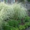 Variegated Maiden Grass - Miscanthus Sinensis 'Variegatus' - 6 Pack Of 1 Gallon Pots -Garden Plants Shop Miscanthus Variegated 3