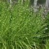 Zebra Grass - Miscanthus Sinensis 'Zebrinus' - 6 Pack Of 1 Gallon Pots -Garden Plants Shop Miscanthus Zebra Grass 13 1