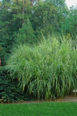 Zebra Grass - Miscanthus Sinensis 'Zebrinus' - 6 Pack Of 1 Gallon Pots -Garden Plants Shop Miscanthus Zebra Grass 14 1