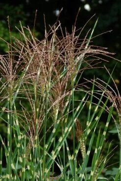 Zebra Grass - Miscanthus Sinensis 'Zebrinus' - 3 Gallon Pot -Garden Plants Shop Miscanthus Zebra Grass 15