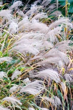 Zebra Grass - Miscanthus Sinensis 'Zebrinus' - 3 Gallon Pot -Garden Plants Shop Miscanthus Zebra Grass 16