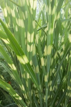 Zebra Grass - Miscanthus Sinensis 'Zebrinus' - 3 Gallon Pot -Garden Plants Shop Miscanthus Zebra Grass 500x750 1