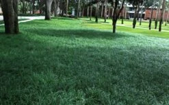 Tall Mondo Grass - 54 Count Flat Of Pint Pots -Garden Plants Shop Mondo Grass 21