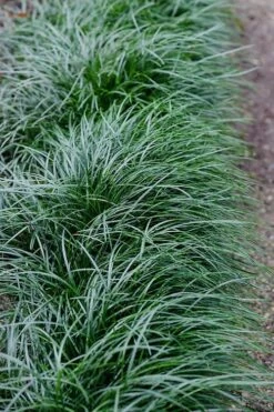 Tall Mondo Grass - 54 Count Flat Of Pint Pots -Garden Plants Shop Mondo Grass Black 23