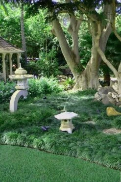 Tall Mondo Grass - 54 Count Flat Of Pint Pots -Garden Plants Shop Mondo Grass Black 25