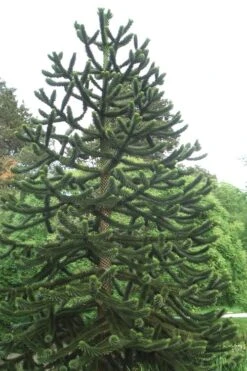 Monkey Puzzle Tree - Araucaria Auracana - 5 Gallon Pot 11 Monkey Puzzle Tree - Araucaria Auracana - 5 Gallon Pot -Garden Plants Shop Monkey Puzzle Tree 2