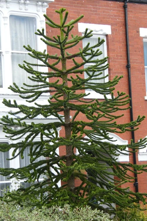 Monkey Puzzle Tree - Araucaria Auracana - 5 Gallon Pot 6 Monkey Puzzle Tree - Araucaria Auracana - 5 Gallon Pot - Image 4