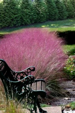Pink Muhly Grass - Cotton Candy Grass - 6 Pack Of 1 Gallon Pots -Garden Plants Shop Muhly Grass Pink 200 2