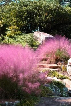 Pink Muhly Grass - Cotton Candy Grass - 1 Gallon Pot -Garden Plants Shop Muhly Grass Pink 202 1