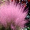 Pink Muhly Grass - Cotton Candy Grass - 1 Gallon Pot -Garden Plants Shop Muhly Grass Pink 204 1