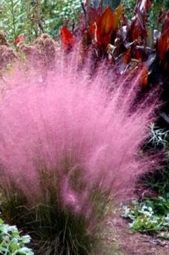Pink Muhly Grass - Cotton Candy Grass - 6 Pack Of 1 Gallon Pots -Garden Plants Shop Muhly Grass Pink 204 2